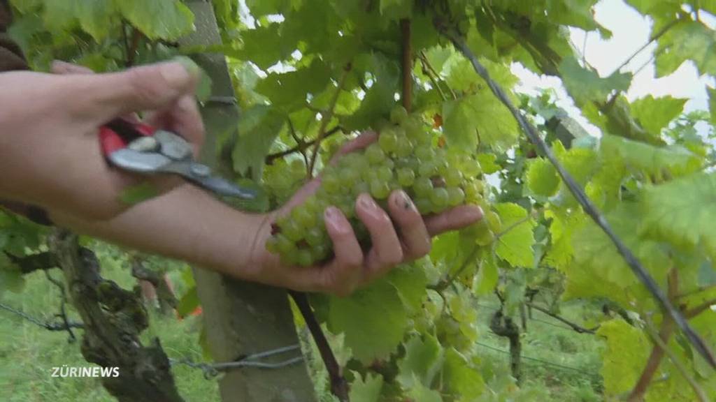 Guter Sommer sorgt für Glücksgefühle bei Winzern