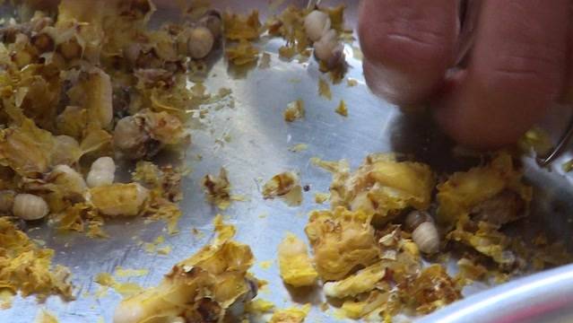 Selbstversorgung dank Insektenzucht?