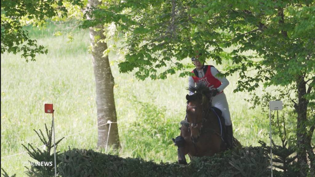 Olympia-Pferd von Hunden in den Tod getrieben