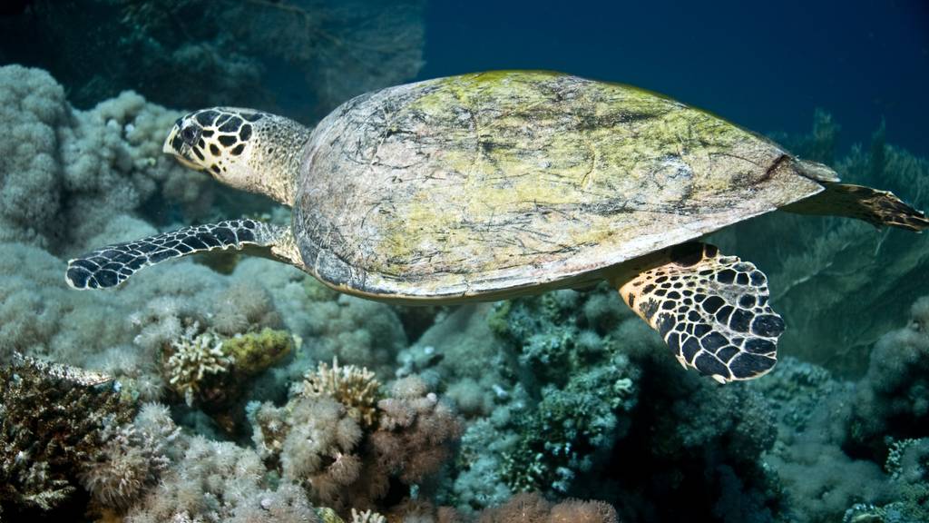 Schildkröte bei Turtle Island (Bild: iStock)