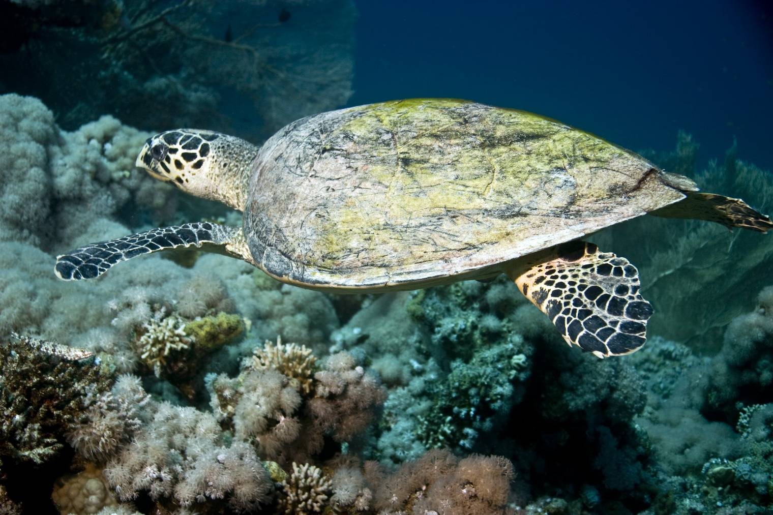 Schildkröte bei Turtle Island (Bild: iStock)