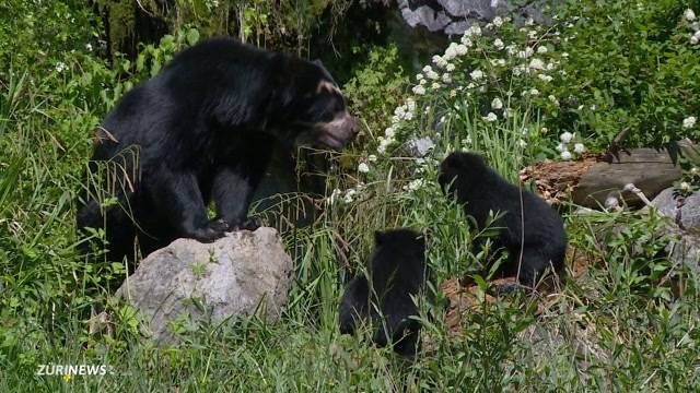 Brillenbären-Babys auf Entdeckungstour