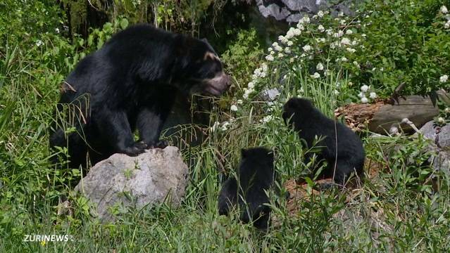 Brillenbären-Babys auf Entdeckungstour