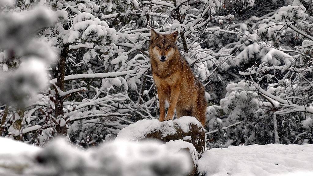 Der Wolf, den Augenzeugen in Chur gesehen haben, war sehr scheu.