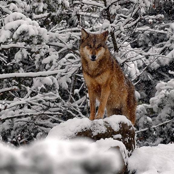 Einmal quer durch die Stadt: Wolf in Chur gesichtet