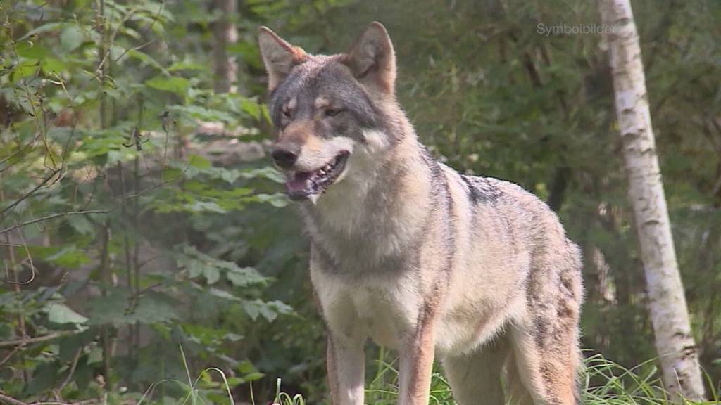 Shitstorm für Schwyzer Jäger wegen Wolfabschuss