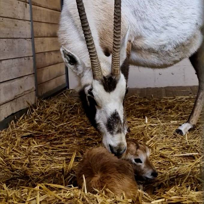 Zoo Zürich erhält Oryx-Nachwuchs