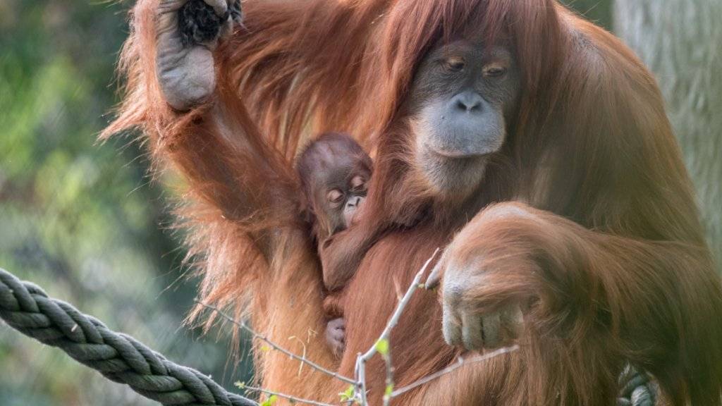 Der kleine Orang-Utan Ombak klammert sich im Zoo Basel an seine Mutter Kila.