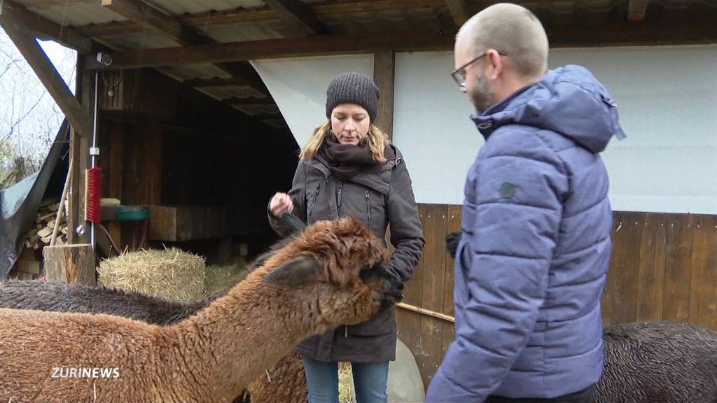 Unterstand ohne Bewilligung gebaut: Besitzer müssen neues Heim für Alpakas suchen