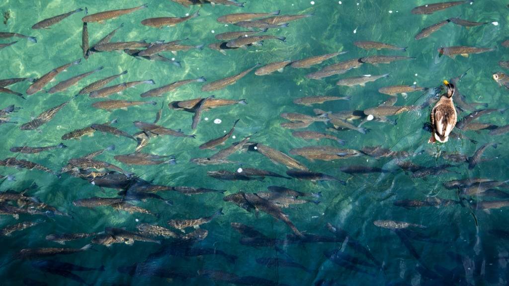 Die aktuelle Hitzewelle hat den Rhein auf stellenweise über 25 Grad erwärmt. Bisher gibt es in den Kantonen Zürich und Schaffhausen aber noch kein Fischsterben. (Archivbild)