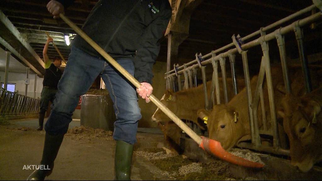 Aargauer Landwirtschaftsdirektor ist für einen Tag Stallbursche