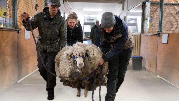 Mit 26 Kilo Wolle zu viel durch den Busch