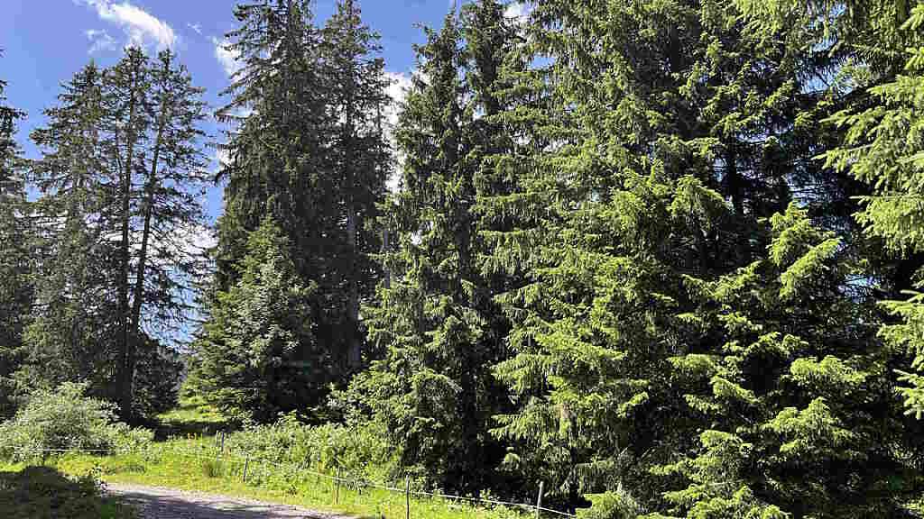 Mit einem dieser Baumwipfel in Flumserberg kollidierte am Samstag ein 44-jähriger Gleitschirmpilot.