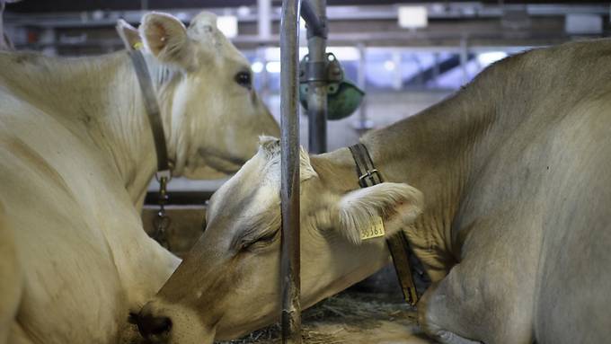 Glarnerland nimmt regionale Landwirtschaftsstrategie in Angriff