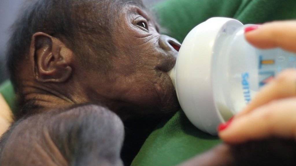 Bei der Geburt was das Gorillababy so schwach, dass die Pfleger um sein Leben fürchteten. Mittlerweile sind sie «vorsichtig optimistisch».