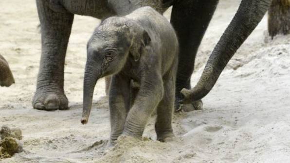 Warum das Elefantenbaby im Zoo Zürich nicht überleben konnte