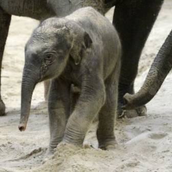 Warum das Elefantenbaby im Zoo Zürich nicht überleben konnte