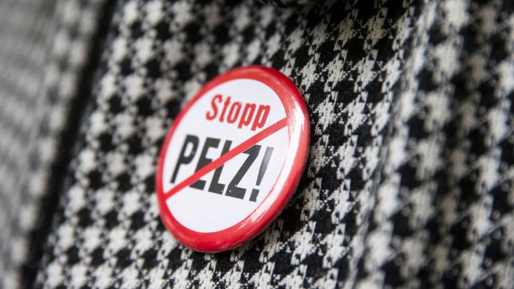 Bundesrat und Nationalrat wollen den Import von und den Handel mit tierquälerisch erzeugten Pelzen verbieten. Der indirekte Gegenvorschlag zur Pelz-Initiative hat eine erste Hürde geschafft. (Themenbild)