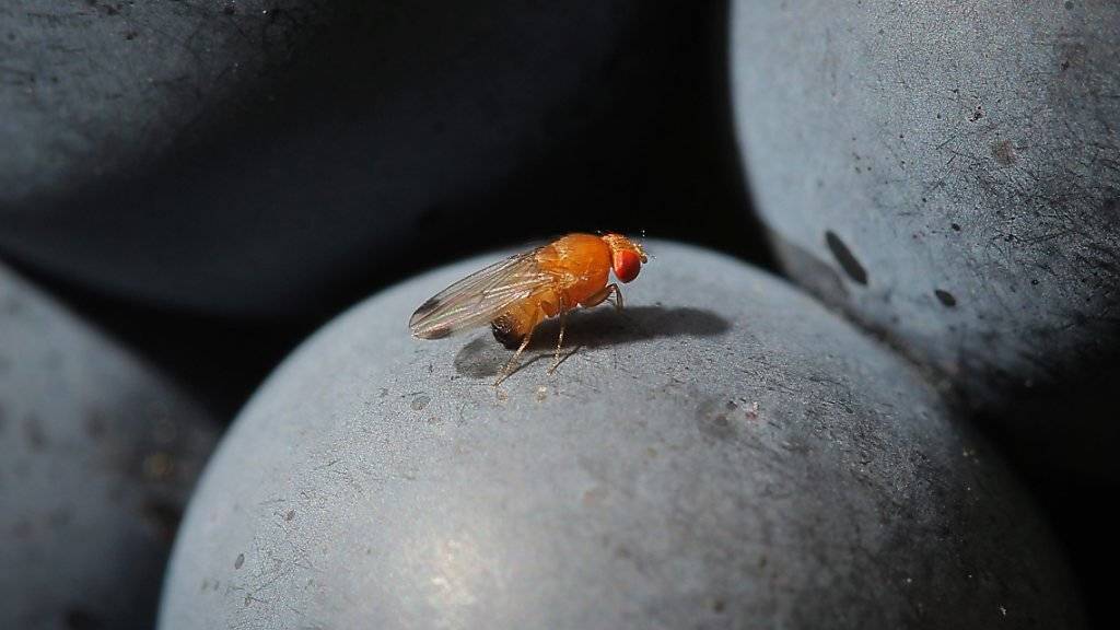 Eine Kirschessigfliege (Drosophila suzukii) auf einer roten Traube. Dank ihrem Sägestachel kann sie auch härtere Fruchthäute öffnen und ihre Eier ablegen.