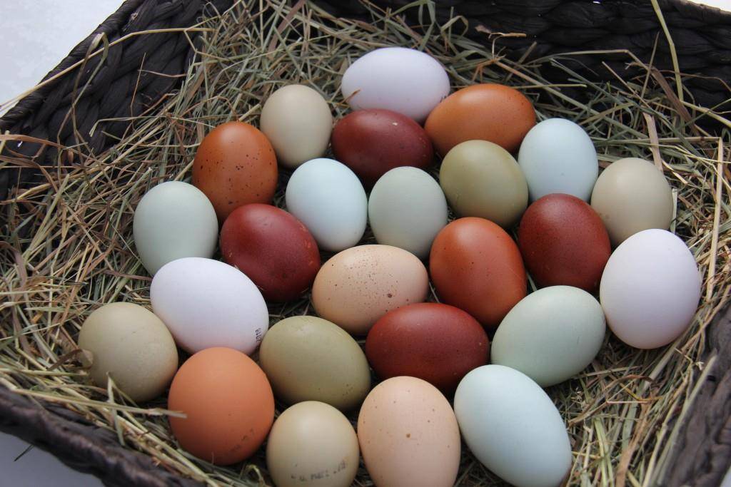 Diese Hühner legen bunte Eier - FM1Today