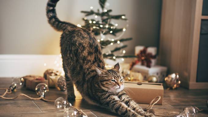 Diese Weihnachtsgefahren solltest du deinem Haustier ersparen