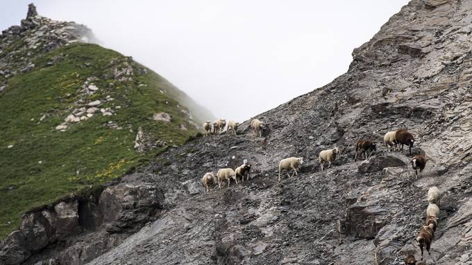 Dutzende Schafe stürzen in den Tod – wegen eines Wolfrudels?