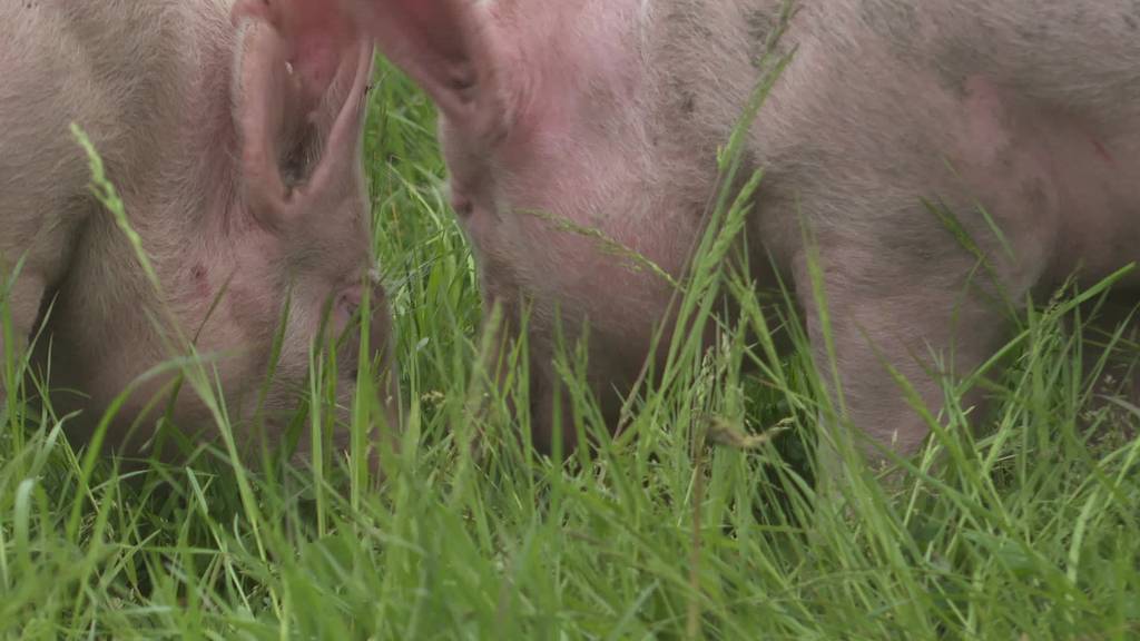 Schweine auf Acker: Tag der offenen Tür bei Bauernfamilie
