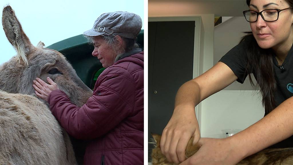 Eselhaltung / Mobile Katzen- und Hundephysiotherapie