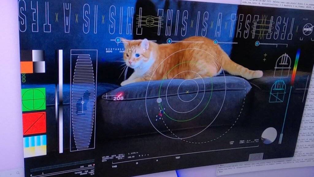 Das Video der Katze mit dem Namen Taters wurde über eine Strecke von 31 Millionen Kilometer übertragen.