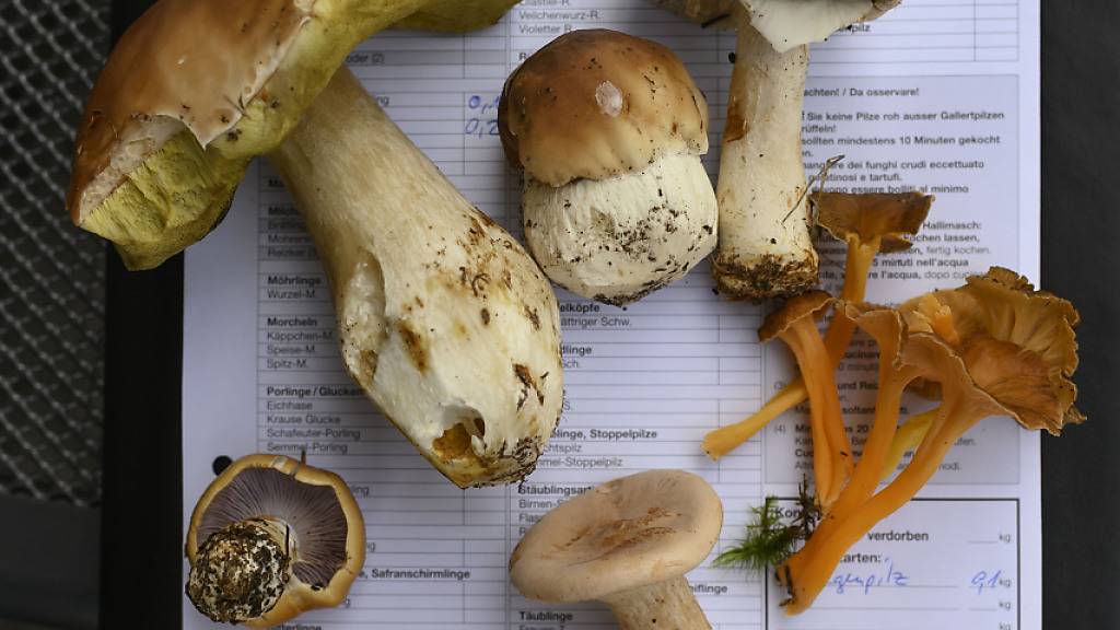 Die Pilze auf diesem Pilzkontrollschein sind allesamt zum Verzehr geeignet. Rund 90 Prozent der Grosspilz-Arten, die in der Schweiz vorkommen, sind es indes nicht. (Archivbild)