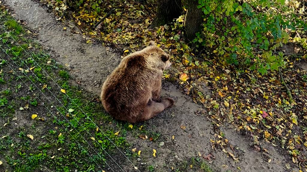 Mit «rundem Hintern» in die Winterruhe: «In Bern sagen die Bären, wie's läuft, nicht wir»