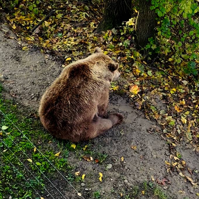 Mit «rundem Hintern» in die Winterruhe: «In Bern sagen die Bären, wie's läuft, nicht wir»