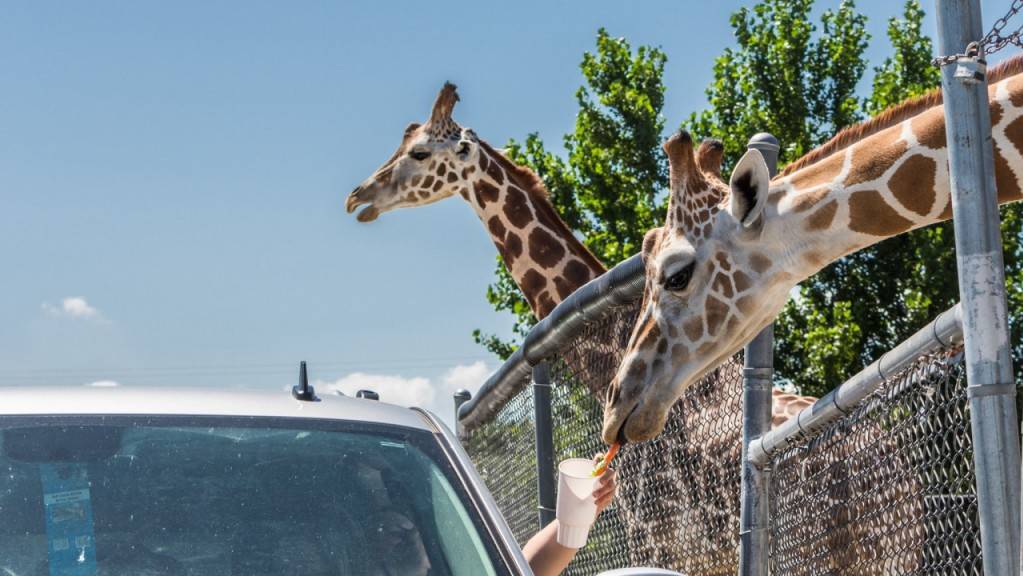 Besucher füttern Giraffen im vom Brand betroffenen Wildtierpark im US-Staat Ohio. (Archivbild)