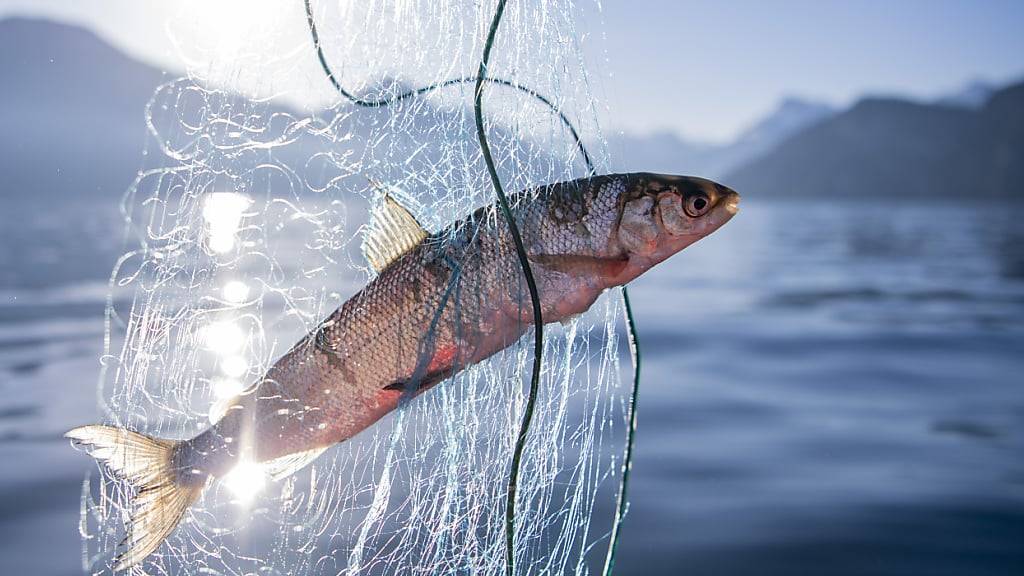 Fische sind noch bedrohter als angenommen