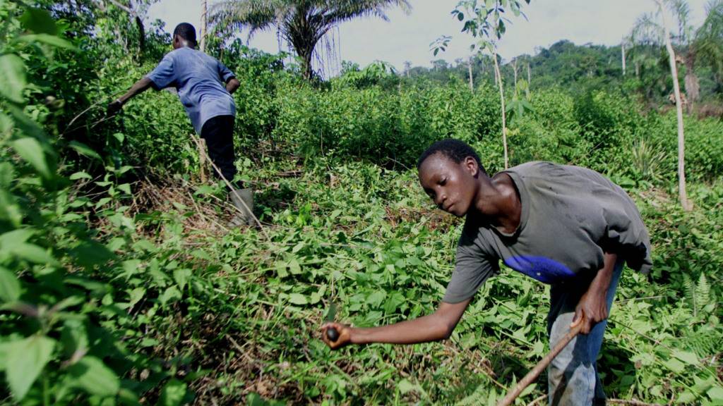 In Kakaoplantagen ist Kinderarbeit weiterhin verbreitet. Weltweit arbeiten laut Angaben des Voice-Netzwerks und der Entwicklungsorganisation Solidaridad rund 1,5 Millionen im Kakaoanbau.(Symbolbild)