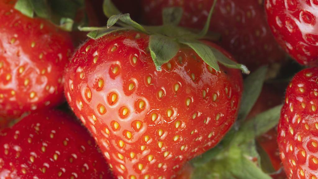 Basler Botaniker entwickelten eine Methode, um Lebensmittelbetrug aufzudecken. Überprüft und getestet haben sie das Modell an einem Referenzdatensatz für Erdbeeren. (Themenbild)