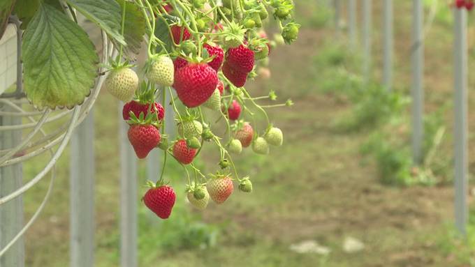 Dreiste Aktion: Diebe stehlen Erdbeeren direkt aus dem Gewächshaus