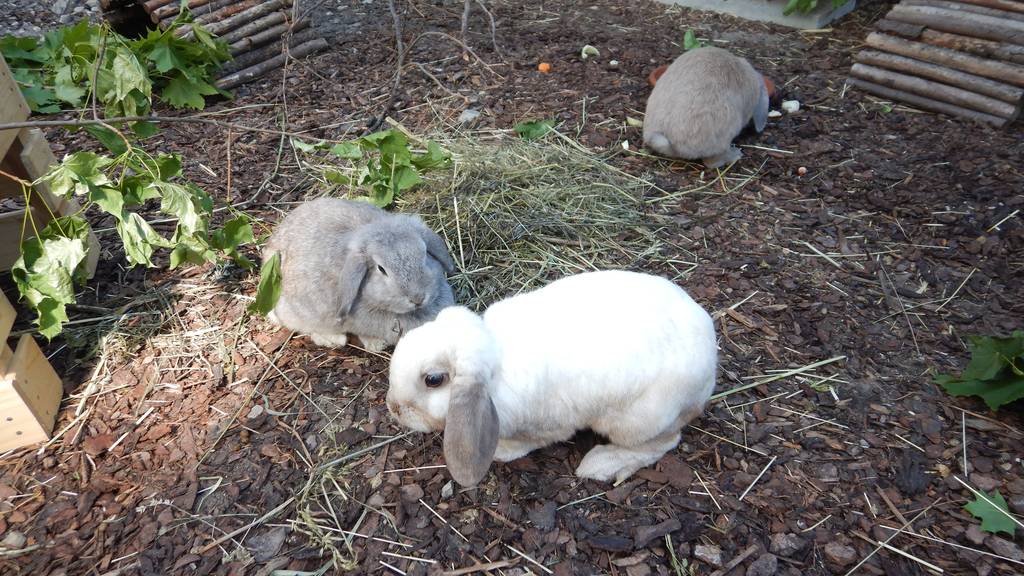 Remo, Bella & Shila