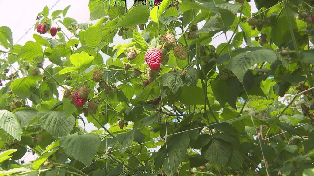 Gutes Jahr für Schweizer Beeren