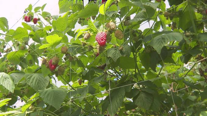 Gutes Jahr für Schweizer Beeren