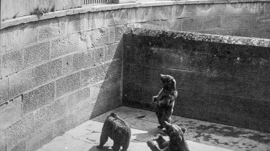 Aufnahme um 1905: Bären ziehen im Bärengraben die Aufmerksamkeit auf sich.