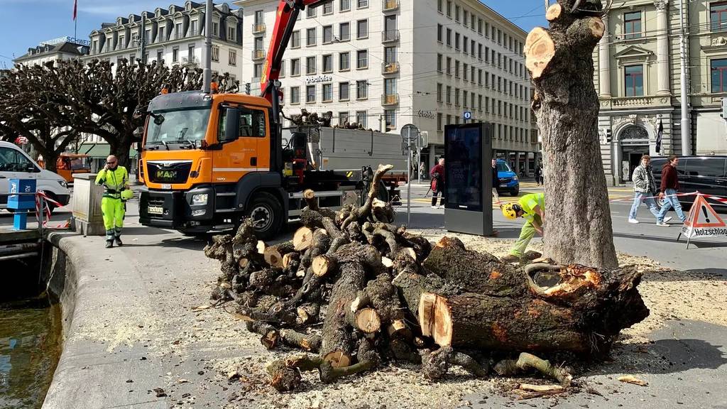 Wegen Unfall: Baum an Luzerner Seepromenade gefällt