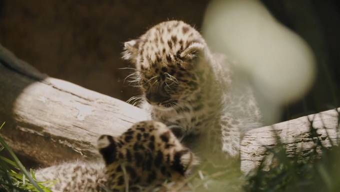 Seltene Leopardenbabys toben im Zoo von San Diego