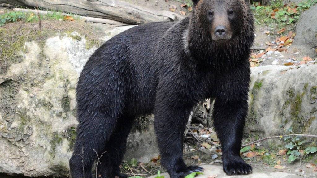 Einer der drei Jungbären aus dem Wildnispark Zürich hat in Belgien ein neues Zuhause gefunden.