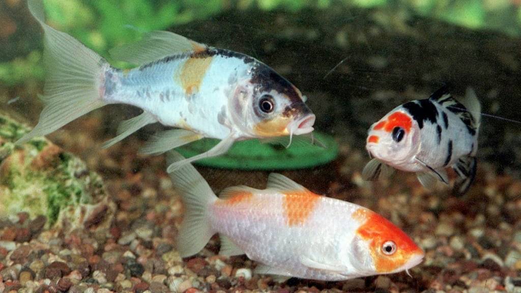 Waren im vergangenen Jahr in der Schweiz oft nicht mehr erwünscht: Zierfische in Aquarien. (Archivbild)