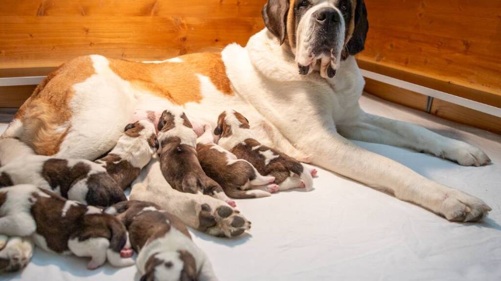 Die Hündin «Finesse du Grand St. Bernard» mit ihrem Nachwuchs.