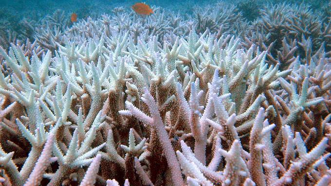 Korallen weltweit bleichen zwei Monate zu früh aus