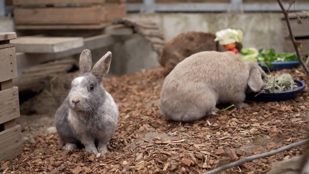 Caramel, Justus und Bella