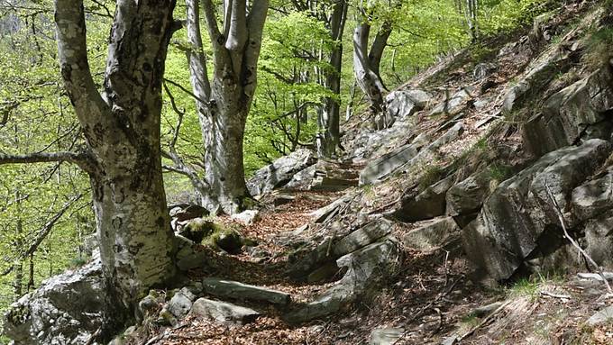 Buchenwälder im Tessin und in Solothurn sind neu Weltnaturerbe