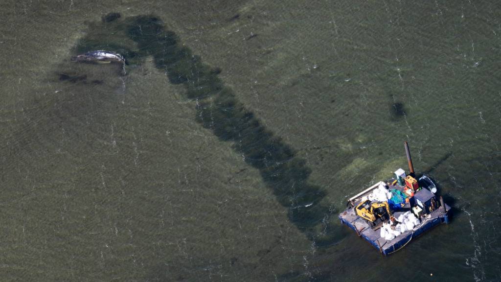 dpatopbilder - Eine Rinne führt vom Wal in tieferes Gewässer (Aufnahme aus einem Flugzeug). Der vor etwa drei Wochen bei Wismar gestrandete Buckelwal liegt weiterhin im Flachwasser fest. Eine private Initiative versucht seit Tagen, den Wal zu retten. Foto: Philip Dulian/dpa